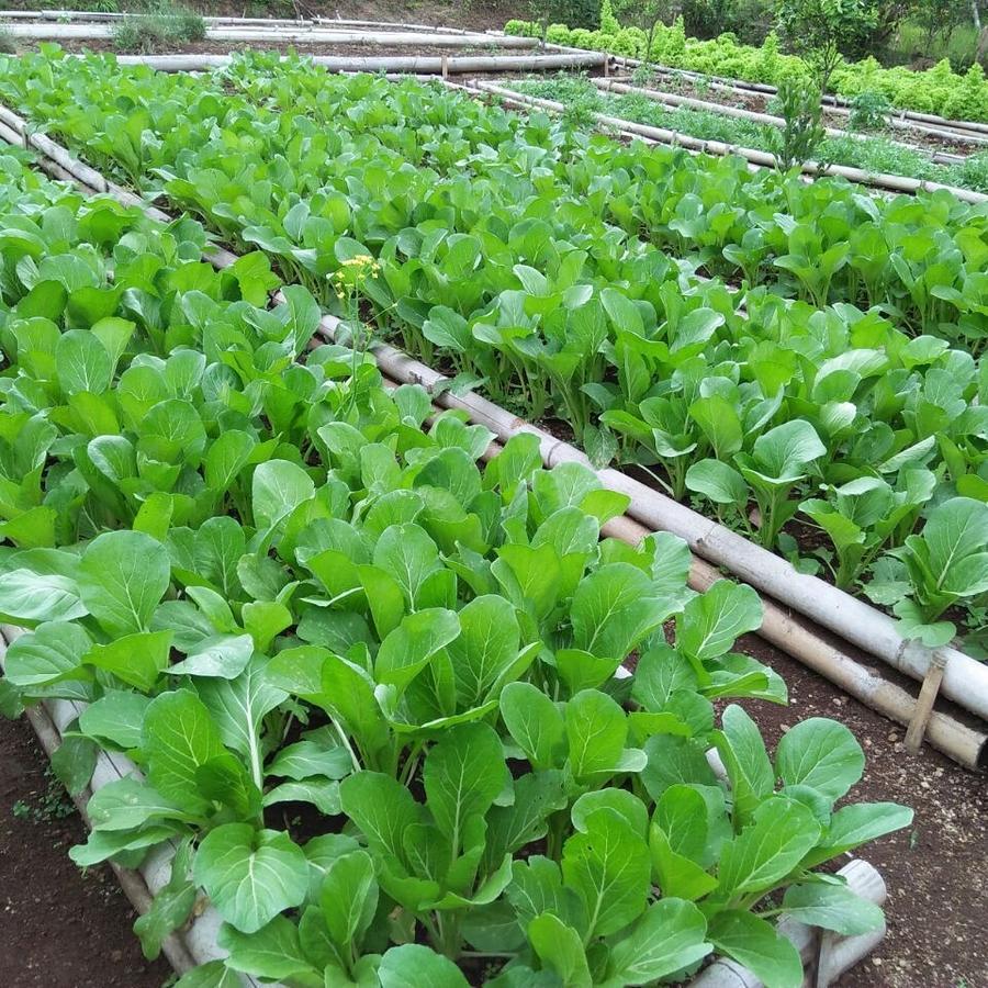 Bali Eco Village Plaga Экстерьер фото